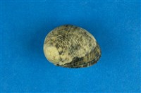 藏品(高腰蜑螺)的圖片